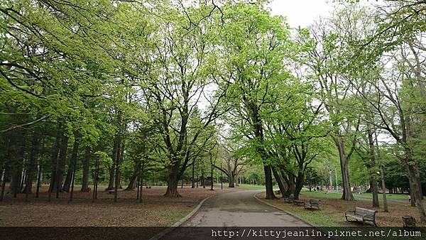 円山公園-歪腰鬱金香%26;戲水四鴛鴦%26;搶地盤鴨鴨