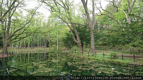 円山公園-歪腰鬱金香%26;戲水四鴛鴦%26;搶地盤鴨鴨