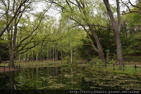 円山公園-歪腰鬱金香%26;戲水四鴛鴦%26;搶地盤鴨鴨