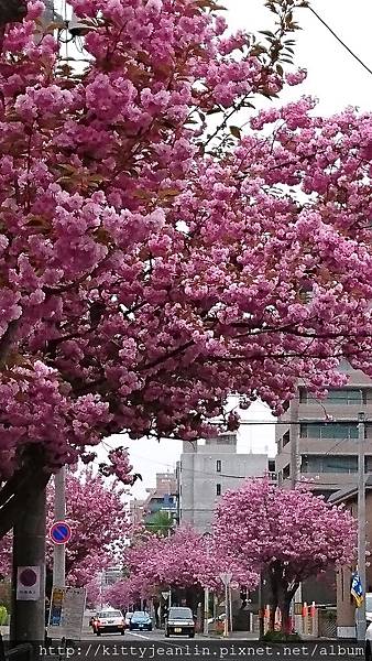 櫻花通-八重櫻好開心-開好開滿