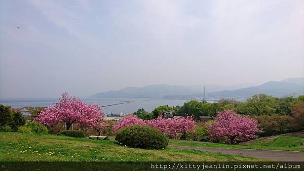 小樽-手宮公園尋櫻覓鳥趣