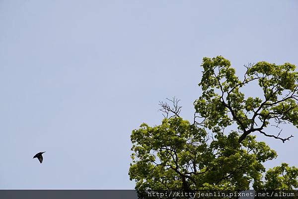 小樽-手宮公園尋櫻覓鳥趣