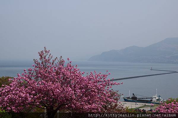 小樽-手宮公園尋櫻覓鳥趣