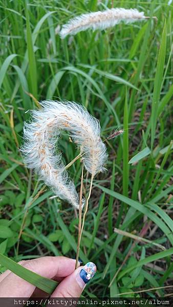 台東森林公園散散步 吹吹風