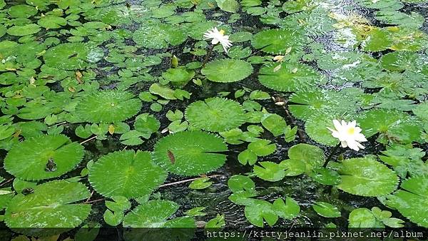 知本森林遊樂區