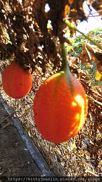 雲洲農園初嘗來自天堂的果實-木鼈果果汁