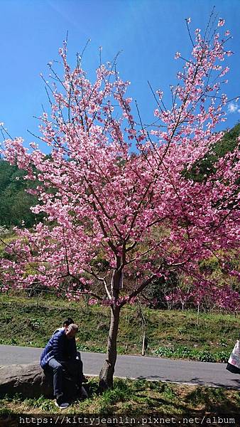 2019武陵櫻花季-出發