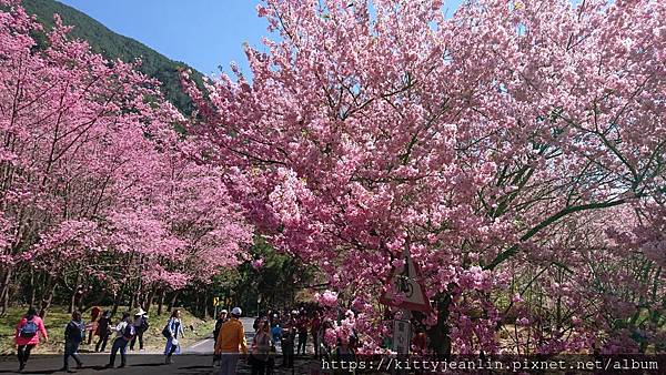 2019武陵櫻花季-飄櫻花雨囉~~