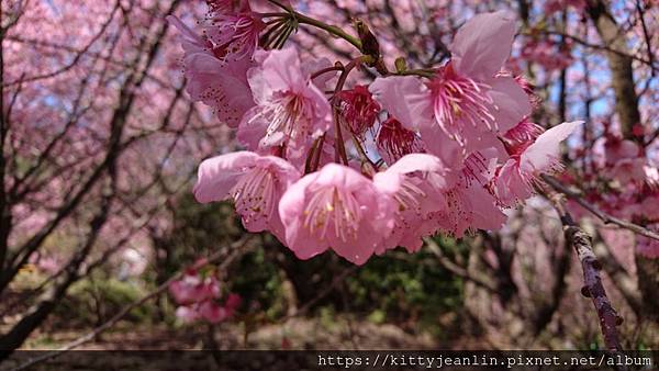 2019武陵櫻花季-繼續往茶園上賞櫻趣~~