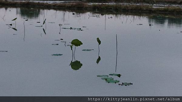 2019武陵櫻花季-賦歸