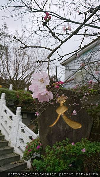 北海岸一日遊-天元宮賞吉野櫻