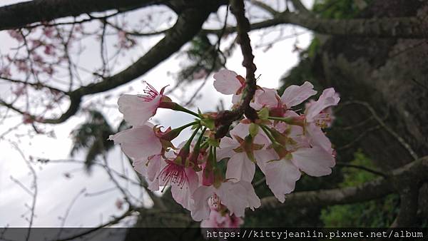 北海岸一日遊-天元宮賞吉野櫻