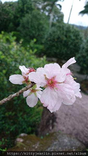 北海岸一日遊-天元宮賞吉野櫻