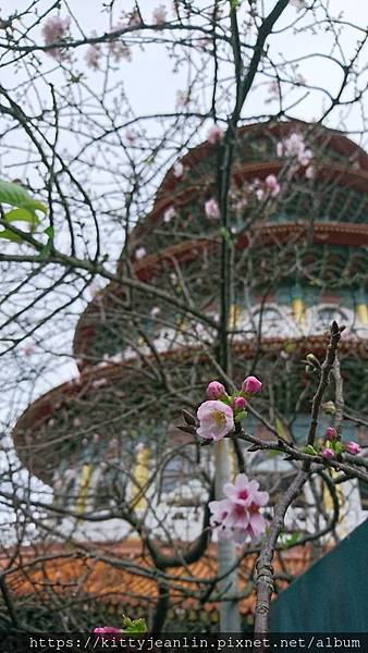 北海岸一日遊-天元宮賞吉野櫻