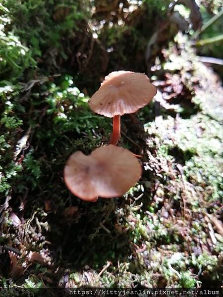 來企三星池朝聖趣