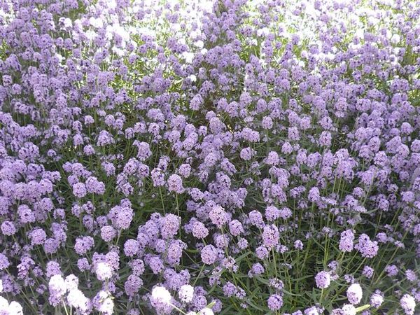 挖~好漂亮滴紫色的花....但不是薰衣草啦~