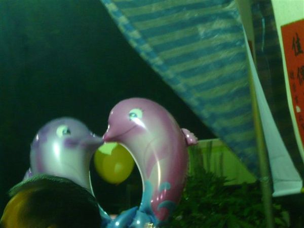 看到幸福的海豚氣球~忍不住照一下~哈
