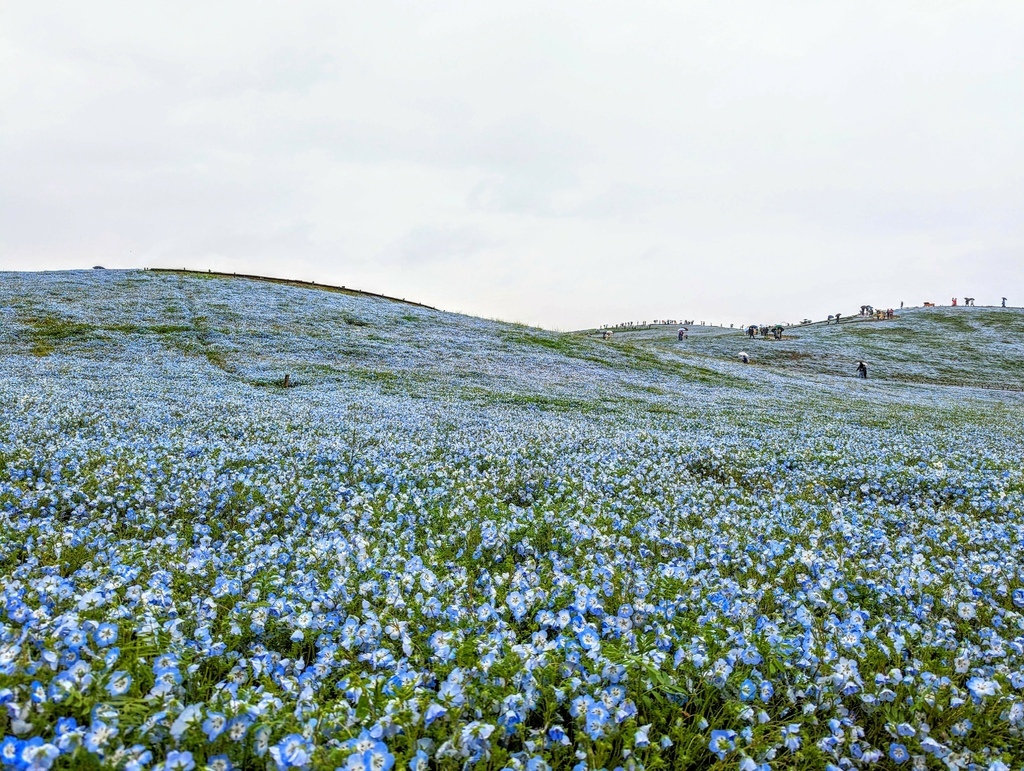 茨城県 国営ひたち海浜公園 粉蝶花ネモフィラ 常陸那珂海 茨城県 国営ひたち海浜公園 粉蝶花ネモフィラ 常陸那珂海