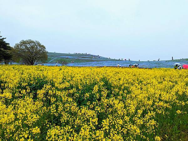 茨城県 国営ひたち海浜公園 粉蝶花ネモフィラ 常陸那珂海 茨城県 国営ひたち海浜公園 粉蝶花ネモフィラ 常陸那珂海