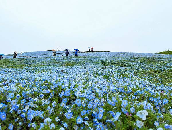 茨城県 国営ひたち海浜公園 粉蝶花ネモフィラ 常陸那珂海 茨城県 国営ひたち海浜公園 粉蝶花ネモフィラ 常陸那珂海
