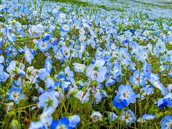 茨城県 国営ひたち海浜公園 粉蝶花ネモフィラ 常陸那珂海 茨城県 国営ひたち海浜公園 粉蝶花ネモフィラ 常陸那珂海