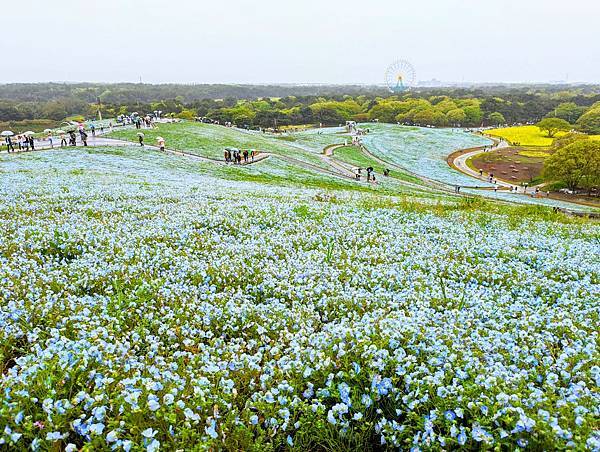 茨城県 国営ひたち海浜公園 粉蝶花ネモフィラ 常陸那珂海 茨城県 国営ひたち海浜公園 粉蝶花ネモフィラ 常陸那珂海