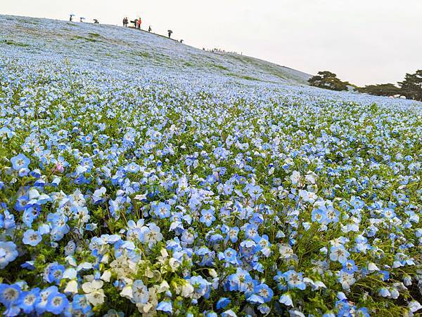 茨城県 国営ひたち海浜公園 粉蝶花ネモフィラ 常陸那珂海 茨城県 国営ひたち海浜公園 粉蝶花ネモフィラ 常陸那珂海