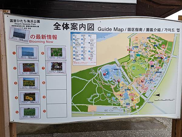 茨城県 国営ひたち海浜公園 粉蝶花ネモフィラ 常陸那珂海 茨城県 国営ひたち海浜公園 粉蝶花ネモフィラ 常陸那珂海