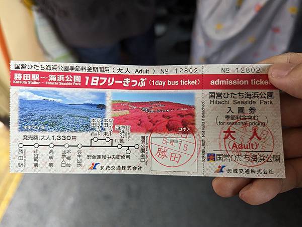 茨城県 国営ひたち海浜公園 粉蝶花ネモフィラ 常陸那珂海 茨城県 国営ひたち海浜公園 粉蝶花ネモフィラ 常陸那珂海