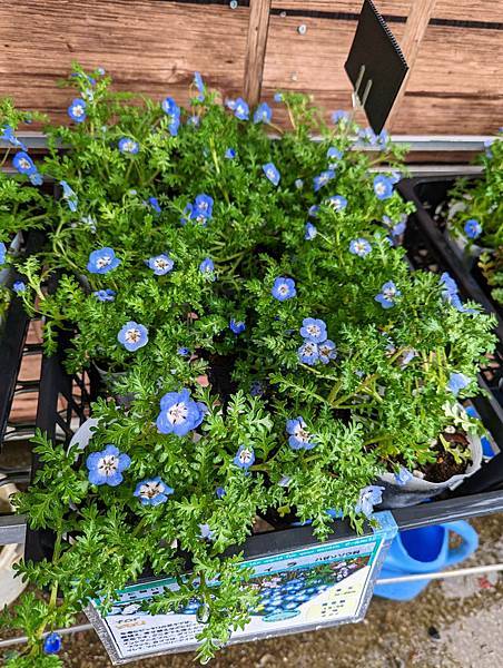 茨城県 国営ひたち海浜公園 粉蝶花ネモフィラ 常陸那珂海 茨城県 国営ひたち海浜公園 粉蝶花ネモフィラ 常陸那珂海