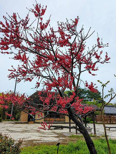 茨城県 国営ひたち海浜公園 粉蝶花ネモフィラ 常陸那珂海 茨城県 国営ひたち海浜公園 粉蝶花ネモフィラ 常陸那珂海