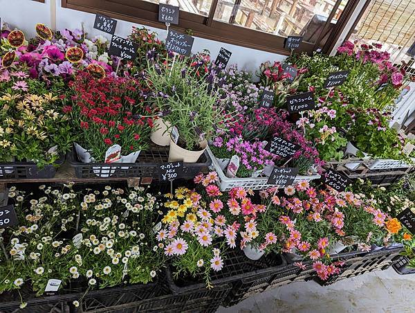 茨城県 国営ひたち海浜公園 粉蝶花ネモフィラ 常陸那珂海 茨城県 国営ひたち海浜公園 粉蝶花ネモフィラ 常陸那珂海