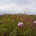 DSC08696.JPG