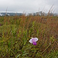 DSC08697.JPG
