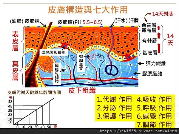 皮膚構造講解，天麗.jpg