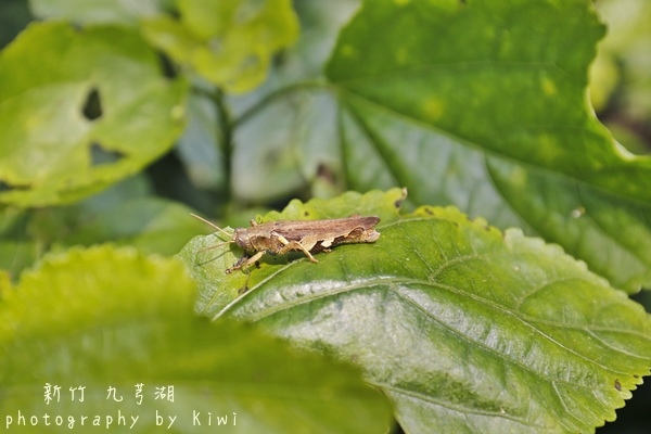 _MG_7951 _MG_7951