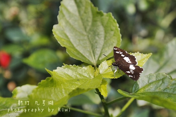 _MG_7947 _MG_7947