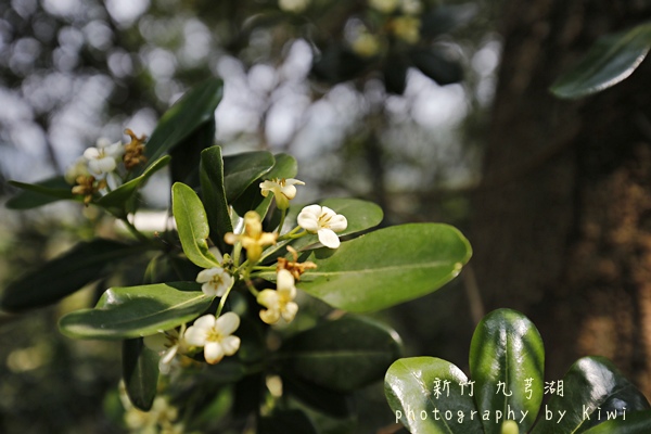 _MG_7954 _MG_7954