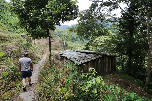 南投鹿谷小半天瀑布大崙山茶園武岫農場一日遊7002