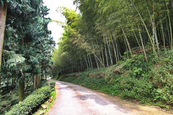 南投鹿谷小半天瀑布大崙山茶園武岫農場一日遊7058