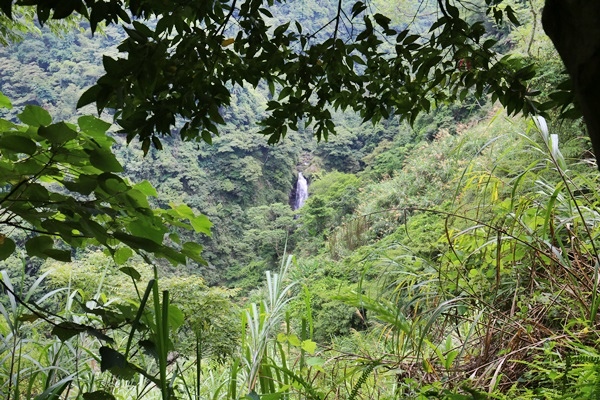 南投鹿谷小半天瀑布大崙山茶園武岫農場一日遊7001