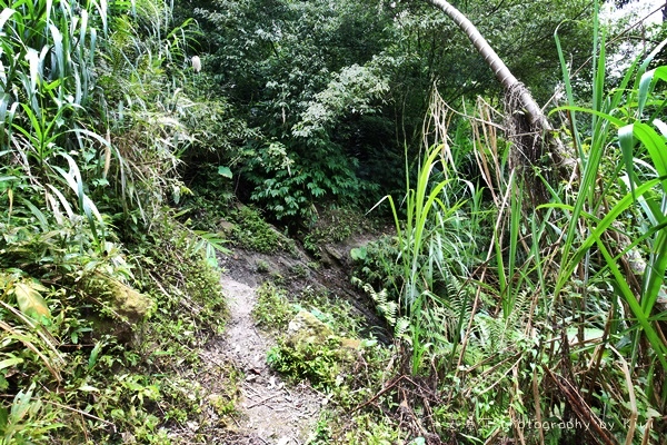 南投鹿谷小半天瀑布大崙山茶園武岫農場一日遊7010