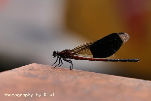 IMG_3435 IMG_3435
