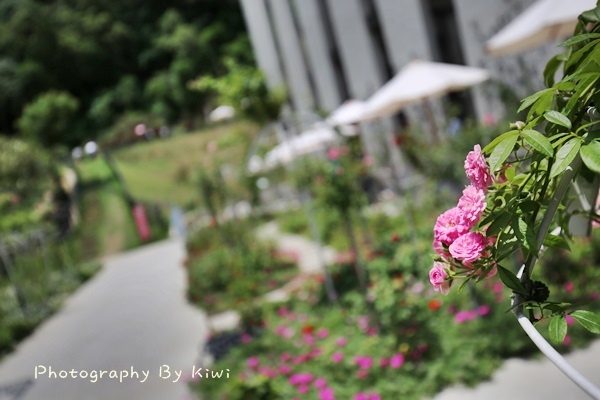 IMG_8508 IMG_8508