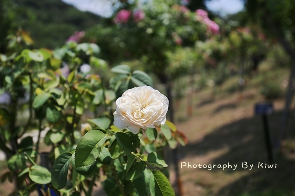 IMG_8550 IMG_8550
