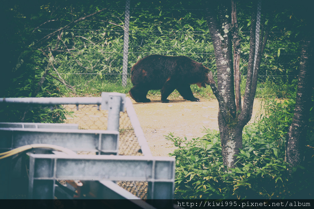 bear walk