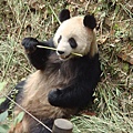貪吃的熊貓