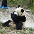 愛吃的熊貓
