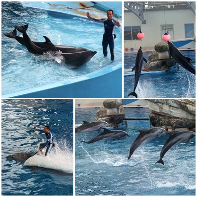 海洋公園~海豚秀