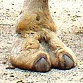 Camel_Foot.jpg